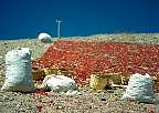 0629-51.jpg