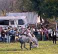 1443-66.jpg