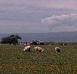 1707-50A.jpg