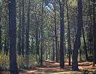 2145-42.jpg